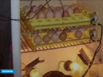 Волинянин змайстрував інкубатор з холодильника 