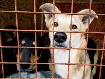 Луцька «Ласка» хоче по-новому вести облік безпритульних тварин