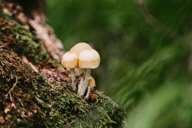 Луцька фотографка показала красу загадкового Черемського болота 