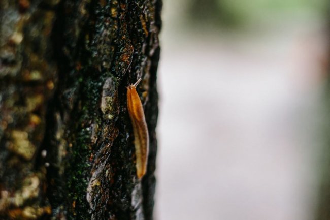 Луцька фотографка показала красу загадкового Черемського болота 