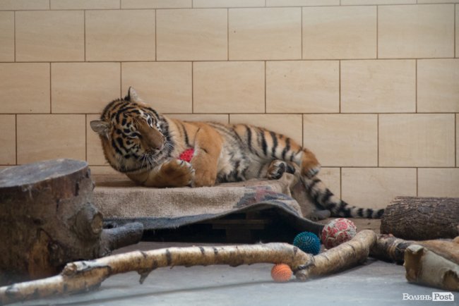 Важить 80 кілограмів і любить купатися: тигреняті Тріші з луцького зоопарку виповнився 1 рік. ФОТО
