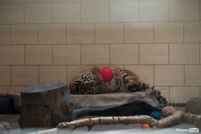 Важить 80 кілограмів і любить купатися: тигреняті Тріші з луцького зоопарку виповнився 1 рік. ФОТО