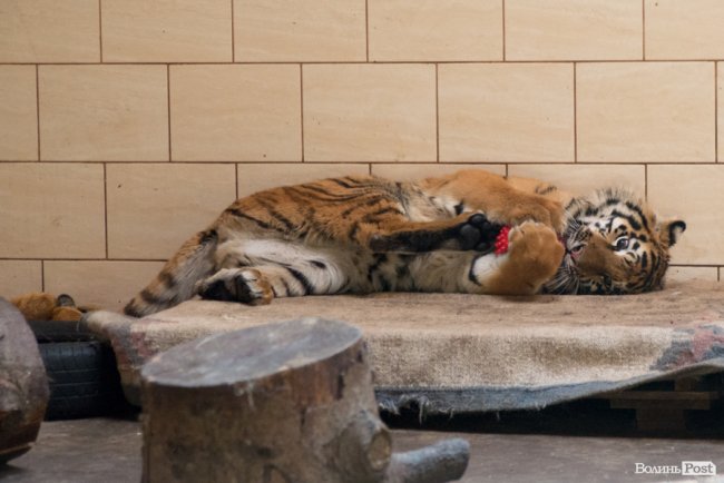 Важить 80 кілограмів і любить купатися: тигреняті Тріші з луцького зоопарку виповнився 1 рік. ФОТО