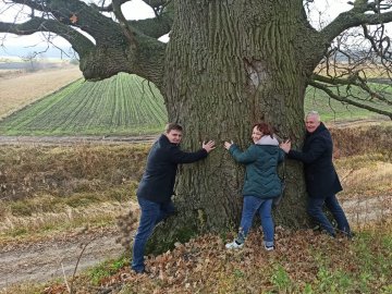 На Волині ростуть дуби-велетні, яким  700-800 років. ФОТО