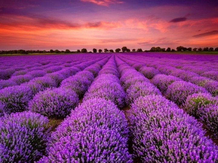 Сезон тюльпанів – все: коли розквітне лавандове поле у «Волинській Голландії»