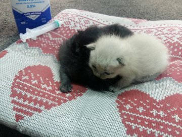 У Луцьку маленьких кошенят викинули у сміттєвий бак. ФОТО