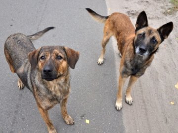 Лучани скаржаться на зграї безпритульних собак 