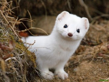 «Смердіти буде всім», – волинський нардеп про будівництво хутряних ферм