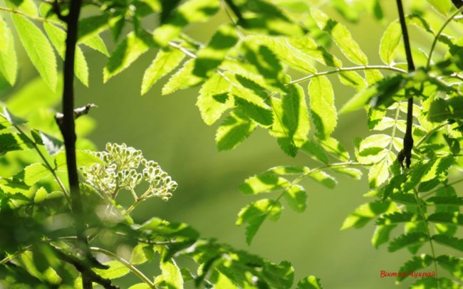 Волинський фотограф «упіймав» грайливу пташку