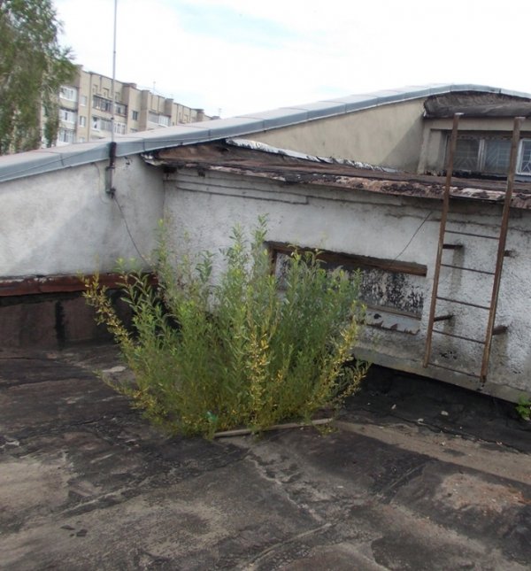 Грибок, корозія і дірявий дах: яким продали кінотеатр «Промінь». ФОТО