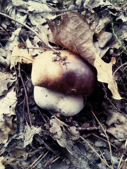 Волинська письменниця похизувалась грибним «уловом». ФОТО