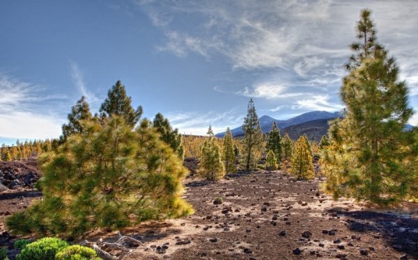 В горах Тінеріфе