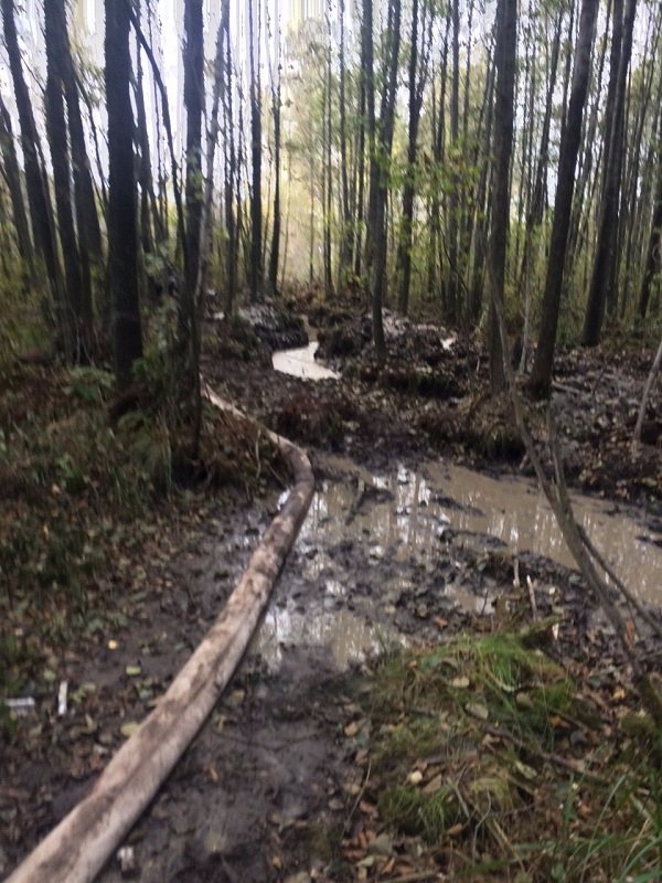 Волиняни продовжують активно займатися пошуками бурштину. ФОТО