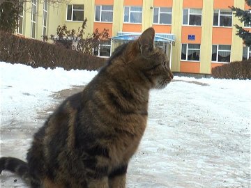 Луцькі гімназисти прихистили безпритульну кішку. ВІДЕО