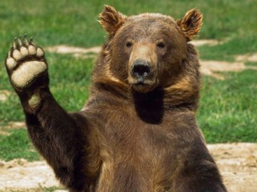 Бігають ухилянти і ведмідь: прикордонники закликають утриматися від незаконного перетину кордону