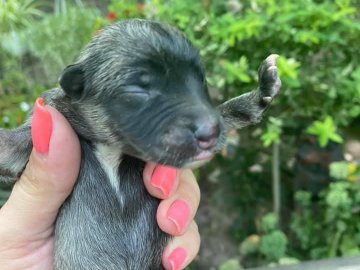 У Луцьку невідомі викинули у смітник семеро цуценят. ФОТО
