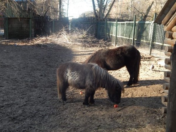 У Луцькому зоопарку готують сюрприз для всіх закоханих. ФОТО