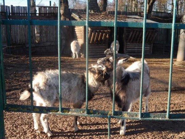 У Луцькому зоопарку готують сюрприз для всіх закоханих. ФОТО