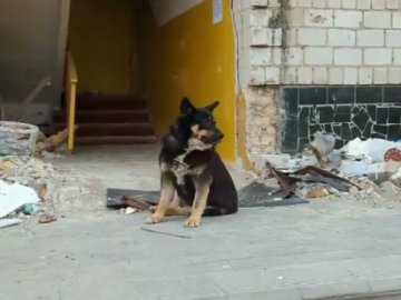 У зруйнованому будинку в Бородянці пес два місяці чекає своїх господарів. ВІДЕО