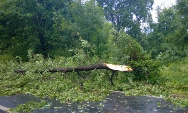 Буревій у Польщі повиривав із корінням дерева та вбив людину. ФОТО