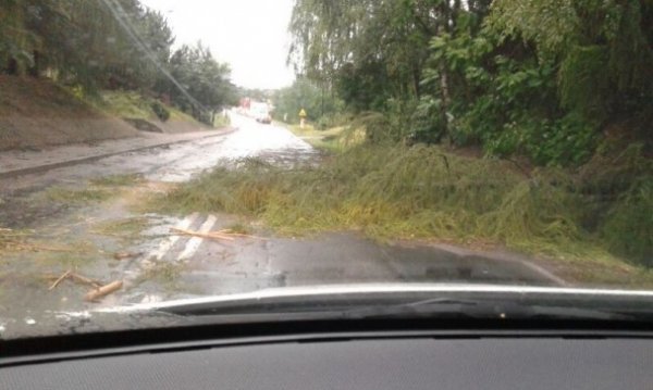 Буревій у Польщі повиривав із корінням дерева та вбив людину. ФОТО