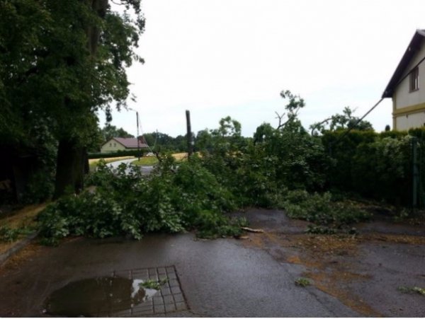Буревій у Польщі повиривав із корінням дерева та вбив людину. ФОТО