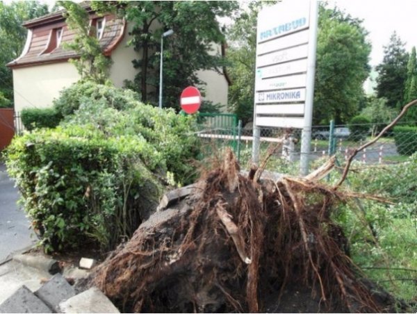 Буревій у Польщі повиривав із корінням дерева та вбив людину. ФОТО