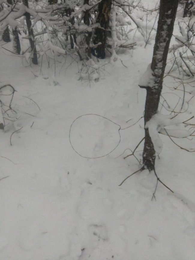 У волинському лісі орудував браконьєр. ФОТО