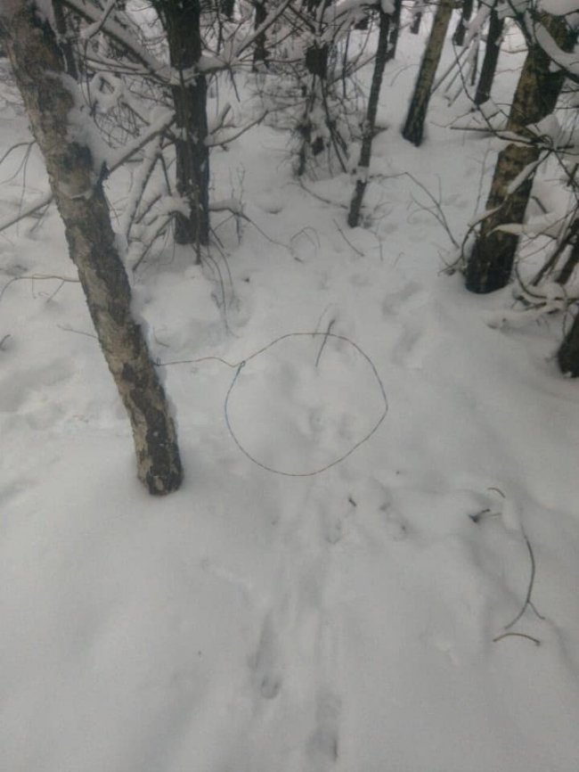 У волинському лісі орудував браконьєр. ФОТО