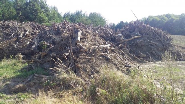 Ліси-«сироти»: проблемні насадження чи приховані резерви