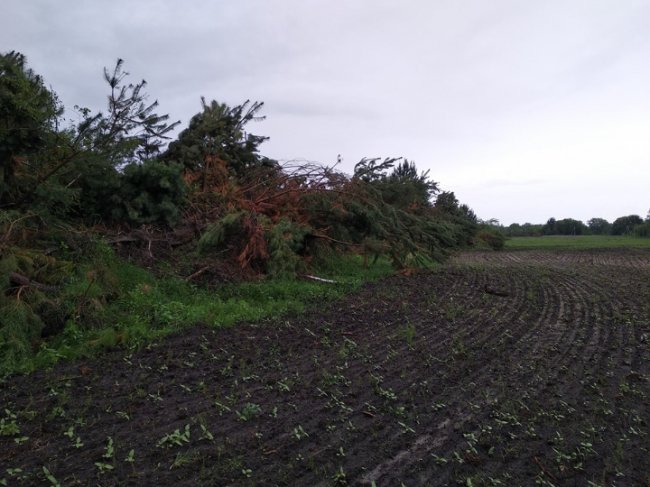 Ліси-«сироти»: проблемні насадження чи приховані резерви