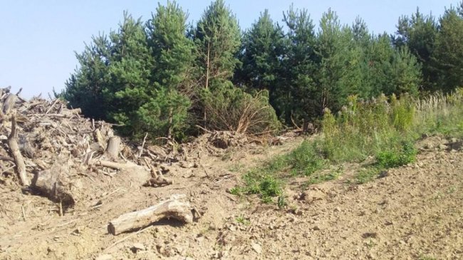 Ліси-«сироти»: проблемні насадження чи приховані резерви