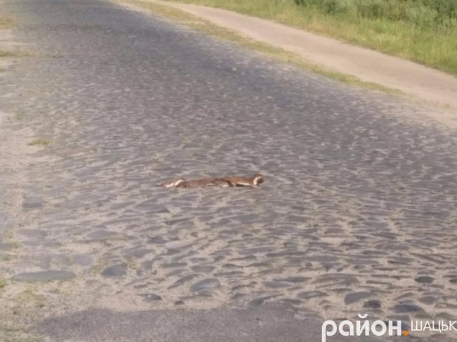 Милі фото: як сім'я ласк переходила дорогу в Шацьку