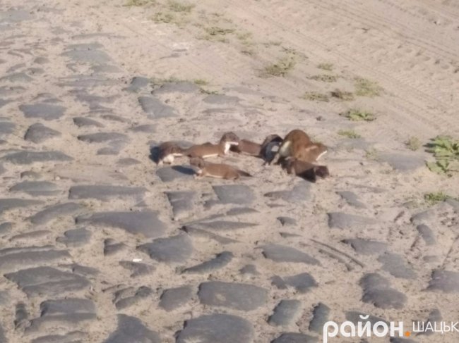 Милі фото: як сім'я ласк переходила дорогу в Шацьку