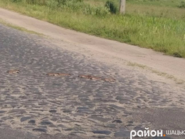 Милі фото: як сім'я ласк переходила дорогу в Шацьку