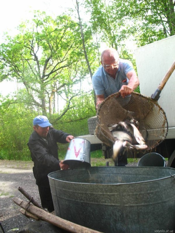 Озеро з «Лісової пісні» рятуватимуть товстолобики