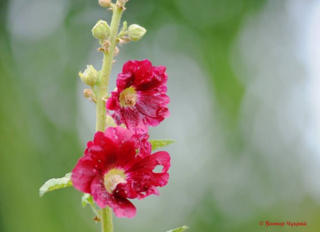 Чебрець і спілі вишні: літо на світлинах луцького фотографа