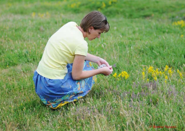 Чебрець і спілі вишні: літо на світлинах луцького фотографа