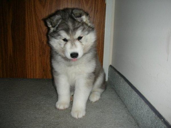 Хаскі, якого виховали коти. ФОТО