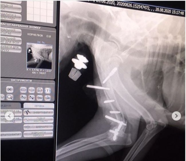 Небайдужі волиняни врятували пса, якого невідомі після наїзду залишили на дорозі. ФОТО