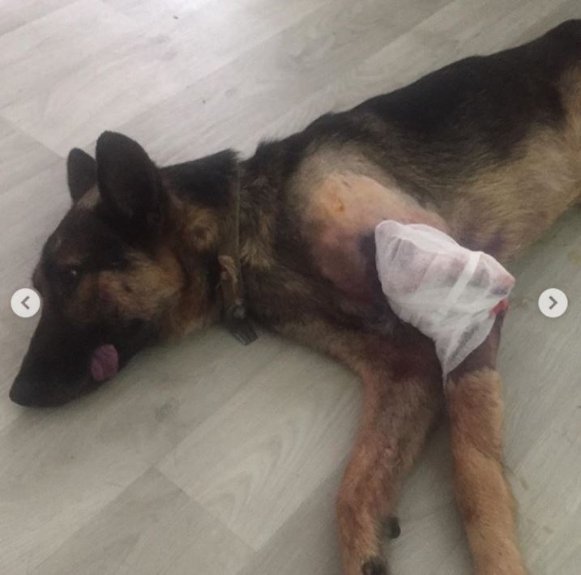 Небайдужі волиняни врятували пса, якого невідомі після наїзду залишили на дорозі. ФОТО