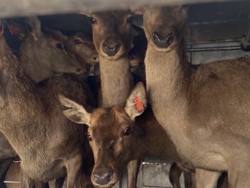 Через волинський кордон ввезли стадо благородних оленів. ФОТО