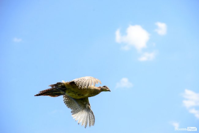 Пернатий «випускний»: на Волині у дику природу випустили фазанів. ФОТОРЕПОРТАЖ