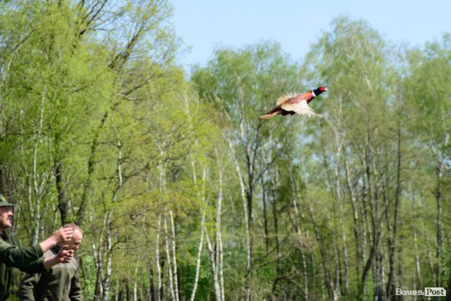 Пернатий «випускний»: на Волині у дику природу випустили фазанів. ФОТОРЕПОРТАЖ