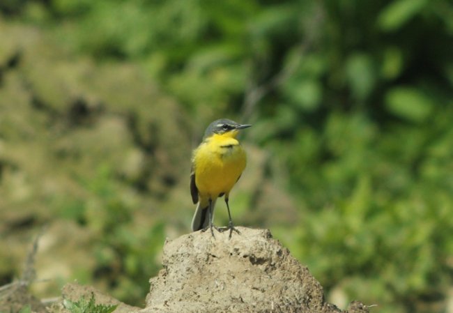 Грайливі жовті пташки позували для волинського фотографа