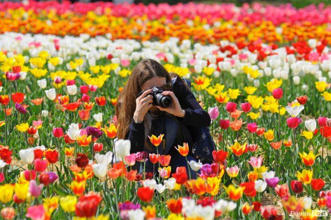Мільйони тюльпанів і сотні гостей: день поля у «Волинській Голландії». ФОТО