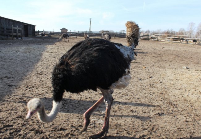 На Волині розводять страусів та ему, які несуть зелені яйця. ФОТО