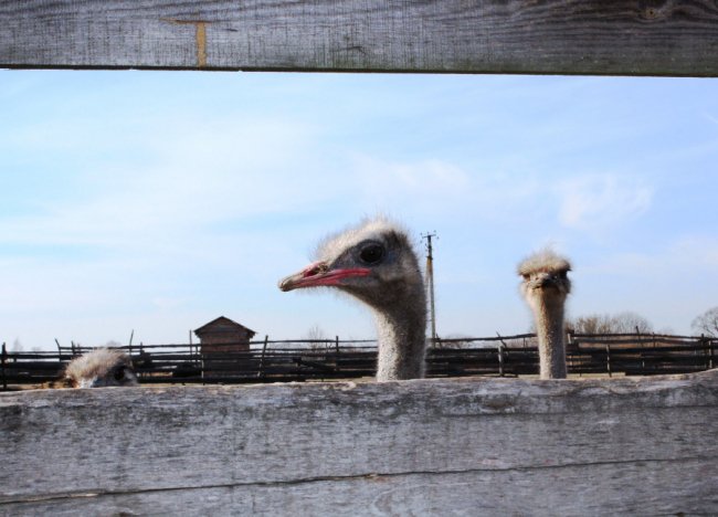 На Волині розводять страусів та ему, які несуть зелені яйця. ФОТО