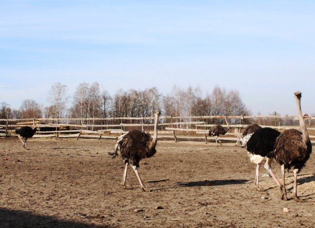 На Волині розводять страусів та ему, які несуть зелені яйця. ФОТО