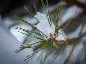 Показали красу зимового волинського лісу: чарівні фото